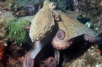 Octopus Vulgaris