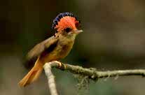 Royal Flycatcher