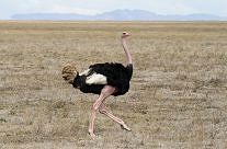 Ostrich