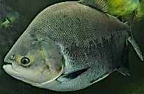 Pacu Piranha