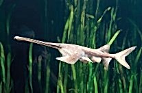Paddlefish