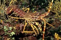 Palinurus Elephas