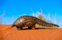 Pangolin
