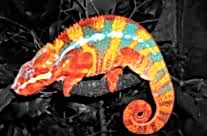 Panther Chameleon