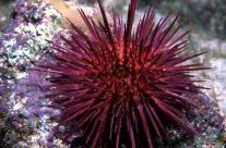 Paracentrotus Livudus