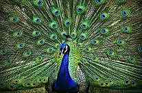 Peacock