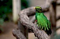 Quetzal