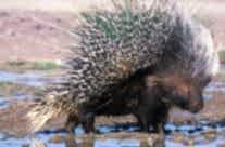 Porcupine