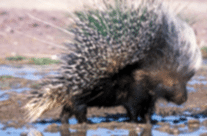Porcupine