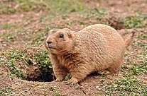 Prairie Dog