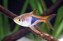 Rasbora Heteromorpha