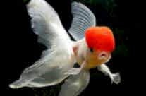 Red Cap Oranda Goldfish