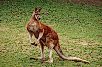 Red Kangaroo