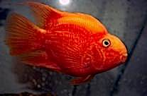 Red Parrot Cichlid