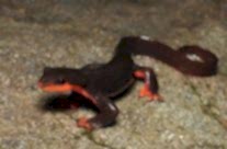 Red Belly Salamander