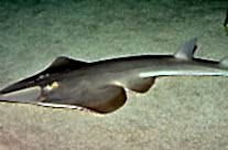 Rhinobatos Rhinobatos