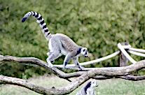Ring Tailed Lemur