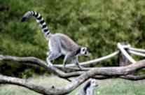 Ring Tailed Lemur