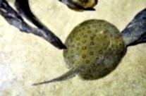 River Stingray