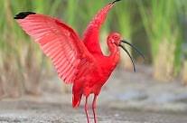 Scarlet İbis
