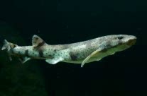 Scyliorhinus Canicula