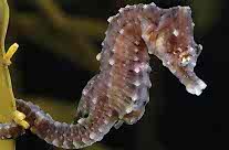 Seahorse
