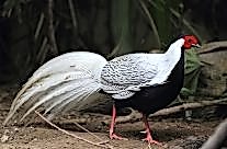 Silver Pheasant
