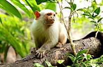 Silvery Marmoset