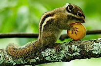 Swinhoe’s Striped Squirrel