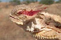 Texas Horned Lizard