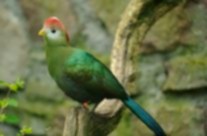 Knysna Turaco