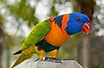 Red Collared Lorikeet