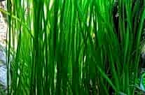 Vallisneria Americana