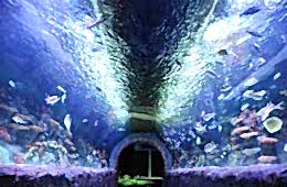 Via Aquarium New York