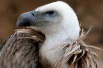 Vulture