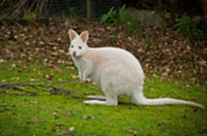 Wallaby