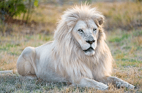 White Lion