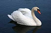 White Swan