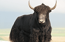 Yak