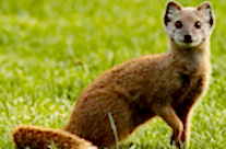 Yellow Mongoose
