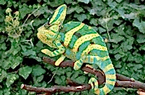 Yemen Chameleon